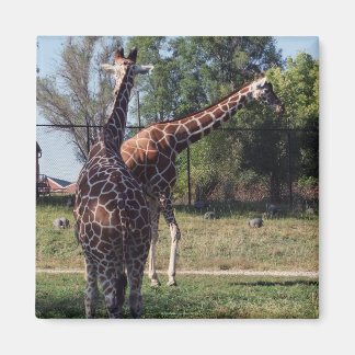 Geraffineerde Giraffes magneet