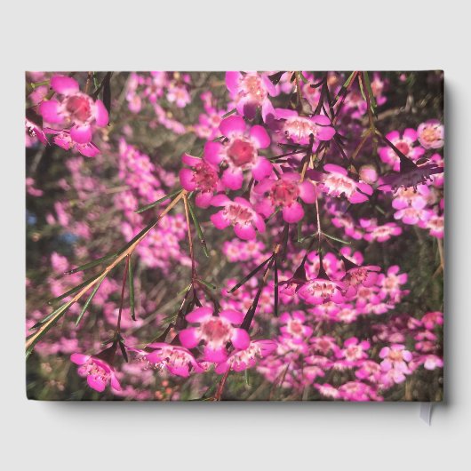 Geraldton Wax Gastenboek (Achterkant)