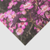 Geraldton Wax Tissuepapier (Detail)