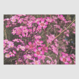 Geraldton Wax Tissuepapier