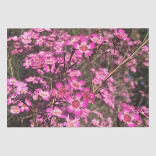 Geraldton Wax Tissuepapier (Voorkant)