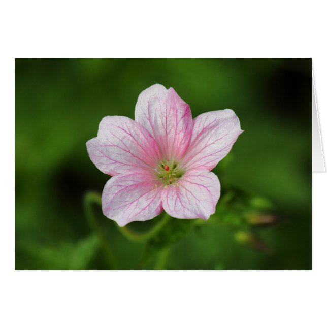 Geranium (Voorkant Horizontaal)