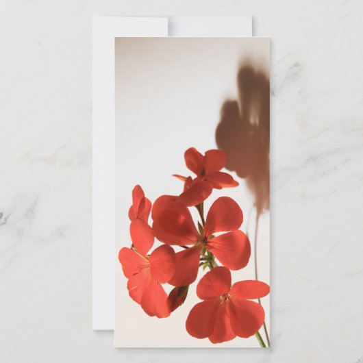 Geranium 1 sympathie dank u fotokaart bedankkaart (Achterkant)