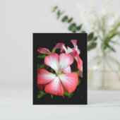 Geranium 'Alberta' Briefkaart (Staand voorkant)