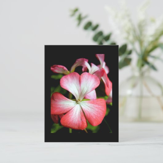 Geranium 'Alberta' Briefkaart (Staand voorkant)