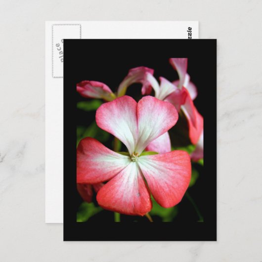 Geranium 'Alberta' Briefkaart (Voorkant / Achterkant)