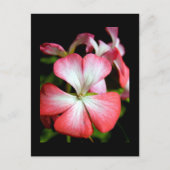 Geranium 'Alberta' Briefkaart (Voorkant)