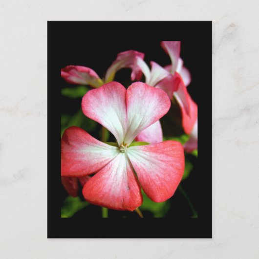 Geranium 'Alberta' Briefkaart (Voorkant)