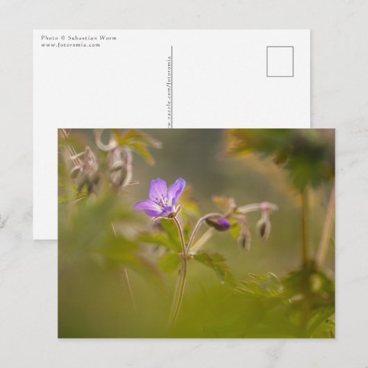 Geranium Bloem Natuur Foto Briefkaart (Voorkant / Achterkant)