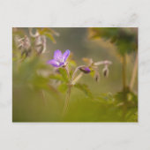 Geranium Bloem Natuur Foto Briefkaart (Voorkant)