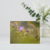 Geranium Bloem Natuur Foto Briefkaart (Staand voorkant)