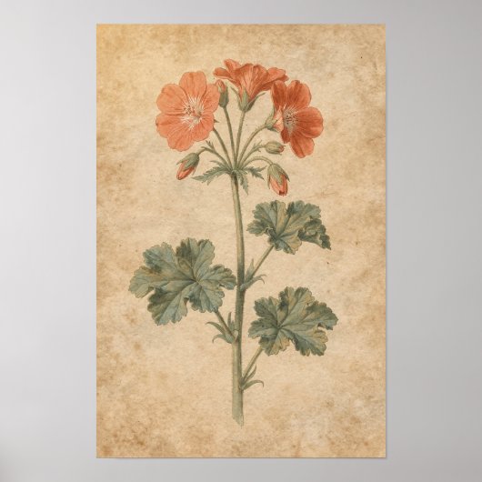 Geranium botanische print (Voorkant)