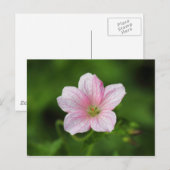 Geranium Briefkaart (Voorkant / Achterkant)