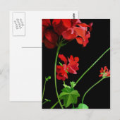 Geranium Briefkaart (Voorkant / Achterkant)
