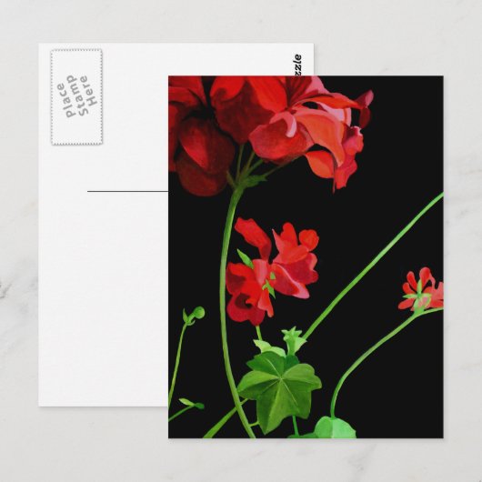 Geranium Briefkaart (Voorkant / Achterkant)