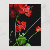 Geranium Briefkaart (Voorkant)