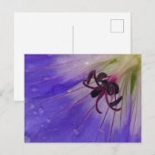 Geranium-Briefkaart Briefkaart (Voorkant / Achterkant)