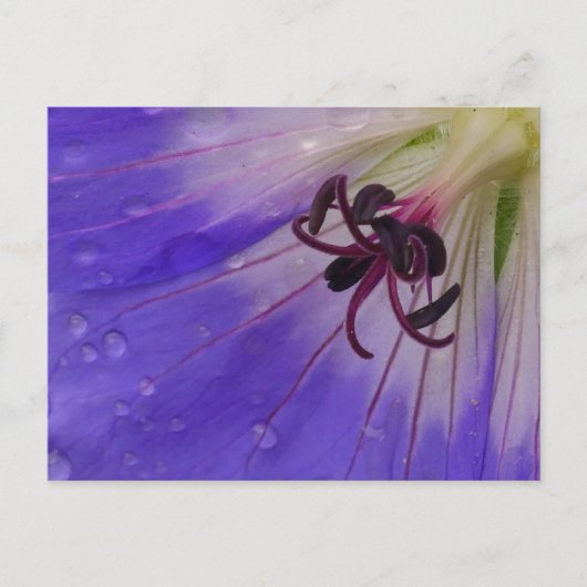 Geranium-Briefkaart Briefkaart (Voorkant)
