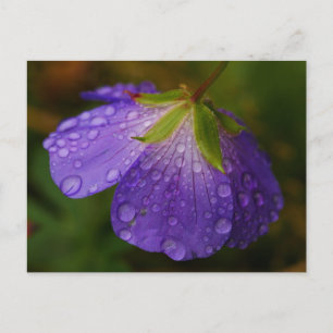 Geranium-Briefkaart Briefkaart