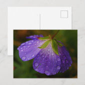 Geranium-Briefkaart Briefkaart (Voorkant / Achterkant)
