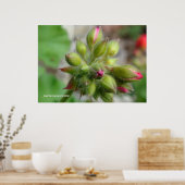 Geranium Buds Poster (Keuken)