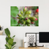 Geranium Buds Poster (Thuiskantoor)