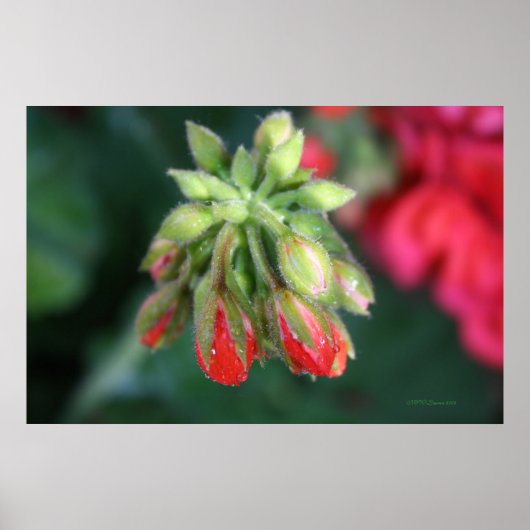 Geranium Buds Poster (Voorkant)