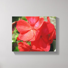 Geranium Canvas Afdruk