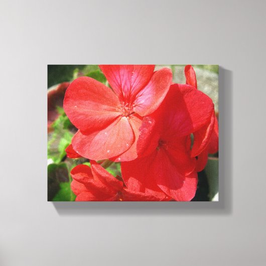 Geranium Canvas Afdruk (Voorkant)