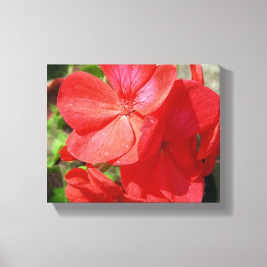 Geranium Canvas Afdruk (Voorkant)