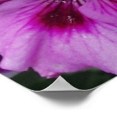 Geranium Care Poster (Hoek)