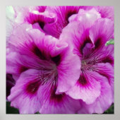 Geranium Care Poster (Voorkant)