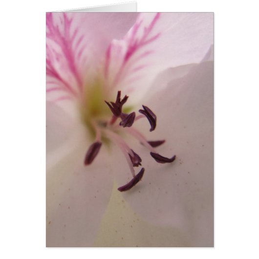 Geranium Center Kaart (Voorkant)