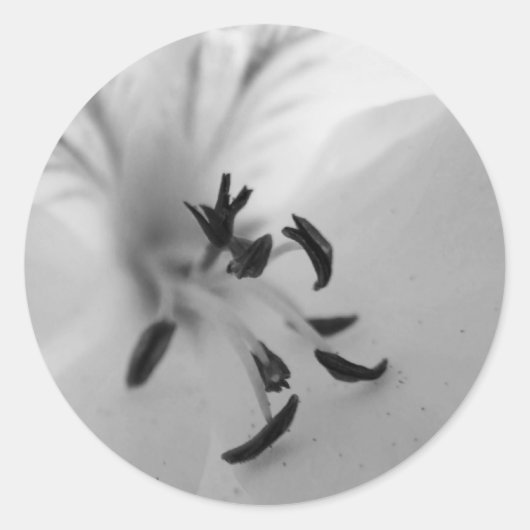 Geranium Center Stickers B&W (Voorkant)