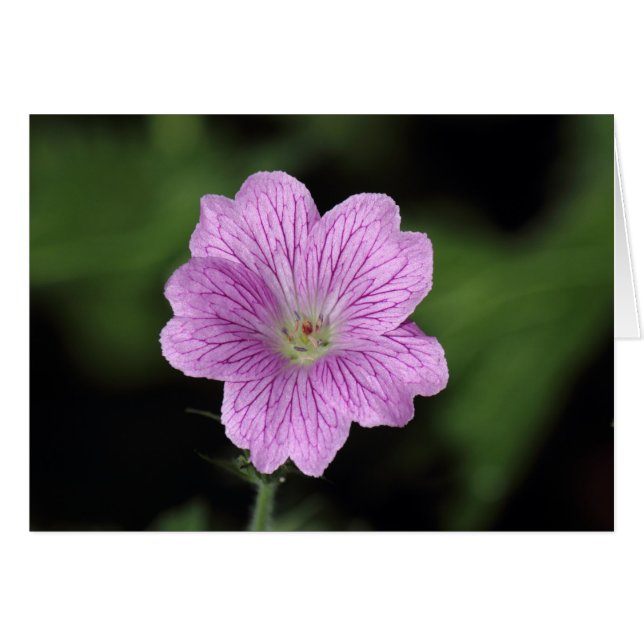Geranium Endressii (Voorkant Horizontaal)