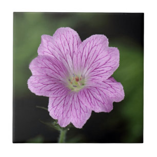 Geranium Endressii Tegeltje