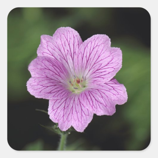 Geranium Endressii Vierkante Sticker (Voorkant)