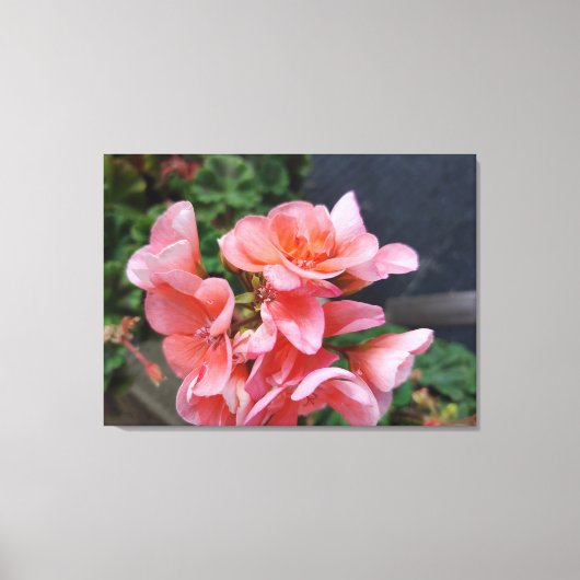Geranium Garden Flower Canvas Print (Voorkant)