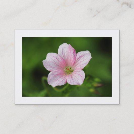 Geranium (Gecombineerd) Visitekaartje (Voorkant)