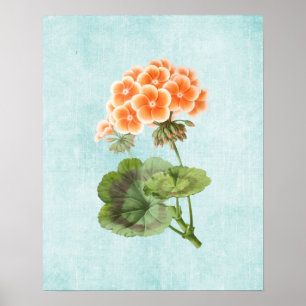 Geranium Illustratie op verouderde denim Poster