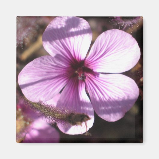 Geranium Magnet (Voorkant)