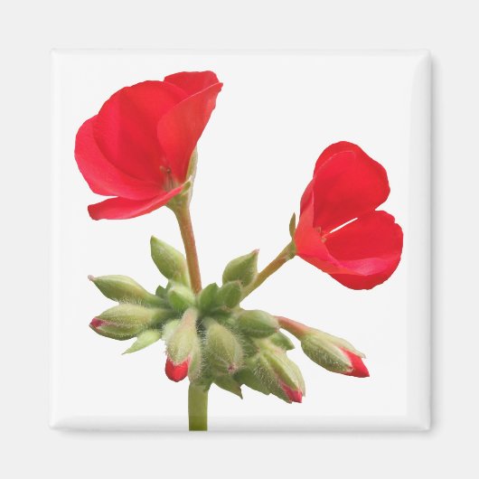Geranium Magnet (Voorkant)
