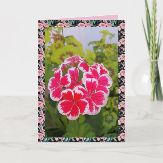 Geranium Pelargonium Bloem Tuin bloemkaart Kaart (Voorkant)