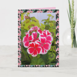 Geranium Pelargonium Bloem Tuin bloemkaart Kaart