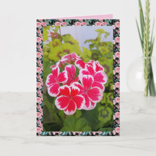 Geranium Pelargonium Bloem Tuin bloemkaart Kaart