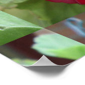 Geranium Plant Red Floral Poster (Hoek)