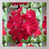 Geranium Plant Red Floral Poster (Voorkant)