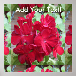 Geranium Plant Red Floral Poster