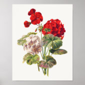 Geranium Poster (Voorkant)