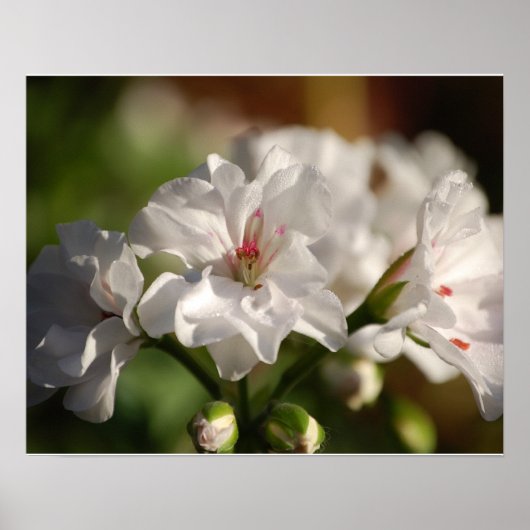 Geranium Poster (Voorkant)